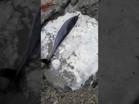 Hallan delfín varado en Playas de Tijuana