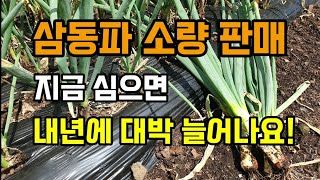 삼동파 소량판매합니다 많지 않아요(작은것부터 큰것까지 혼합)