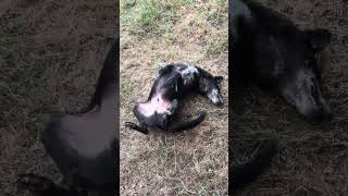Video preview image #1 Mutt Puppy For Sale in Jackson, MS, USA