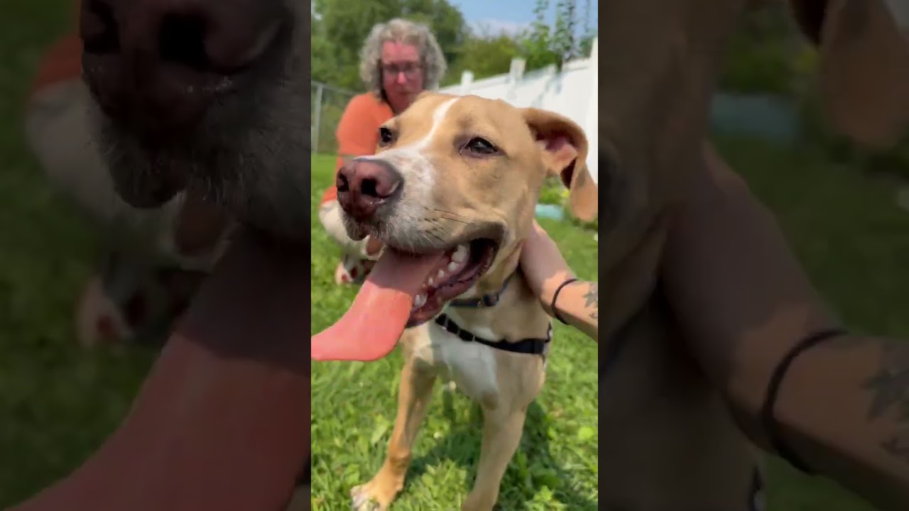 Enlarge Hoagie, a Adoptable Mixed Breed in Oshkosh, WI video 6/6