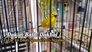 Download lagu PANCINGAN PLECI DAKUN BALI AGAR BUKA PARUH mp3 Download lagu PANCINGAN PLECI DAKUN BALI AGAR BUKA PARUH mp3
