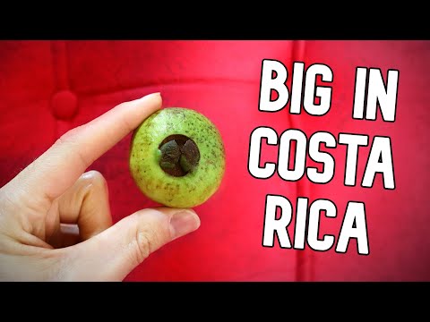 CAS! - The Rare Guava That is Hugely Popular in Costa Rica - Weird Fruit Explorer