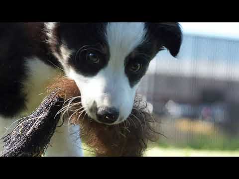 Evolve Dog Training Inc. video.