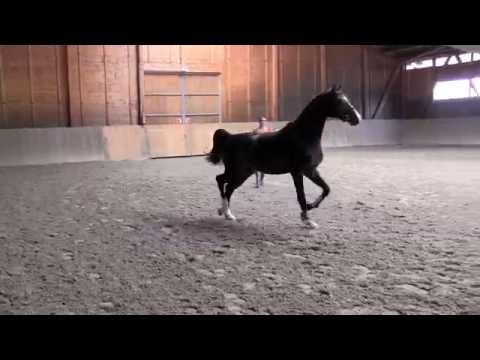 56. Junghenggst v. Quite Rubin / Carenzo