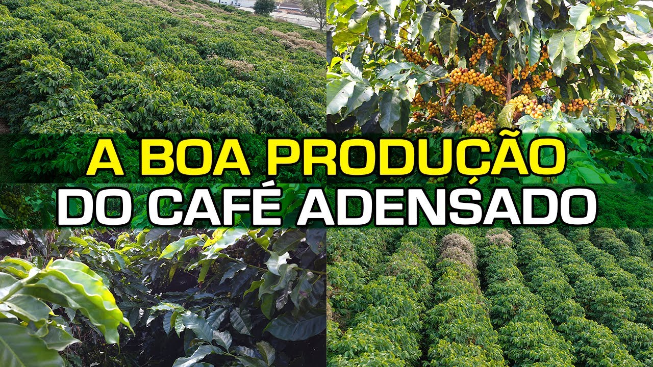 Confira o Manejo, a Variedade, o Espaçamento e a Produção | No Pé do Café