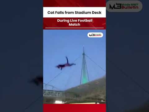 Cat Falls From Stadium Upper Deck — Fans Pull Off Dramatic Rescue During Florida Football Game