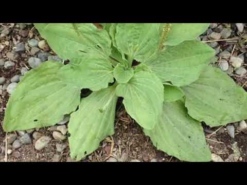 Çaji magjik, si ta lini pirjen e duhanit në vetëm një muaj