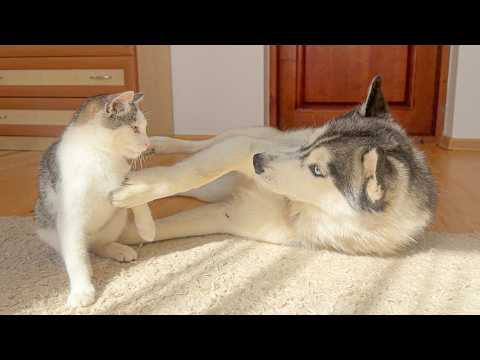 YouTube 썸네일