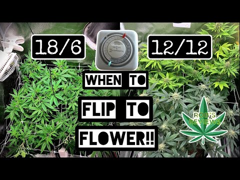 How long do I veg my cannabis plant?