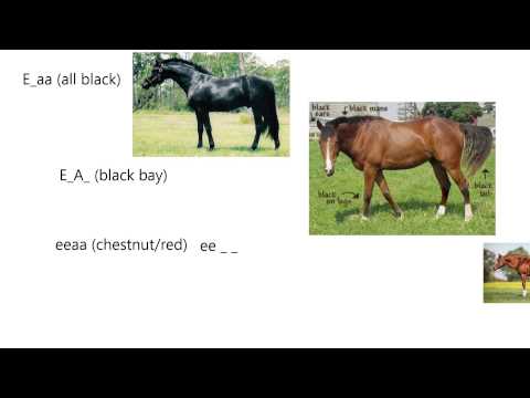 Genetics6-Coat Color Genetics of Horses
