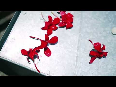 #floral #flowersmaking #floralartwork #makeup #makeupvideo #southindian #bridallook #mysore #