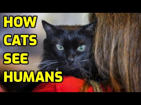 Do Cats Think Humans Are Cats?