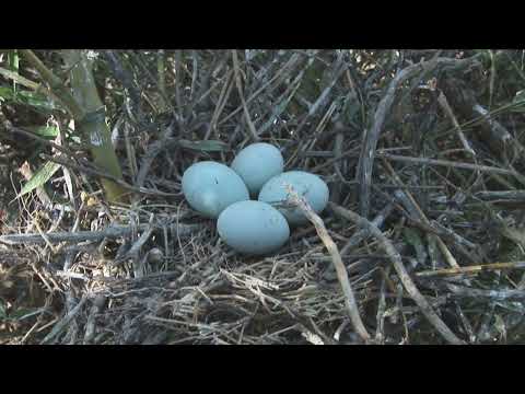 Nidos de garzas y otras aves en árboles Santa Fe Argentina 2026