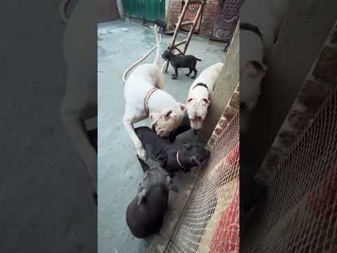 Argentina👺💪 Dogo Argentina#pitbull #dog #anam#dogodog #shortvideo