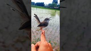 Download lagu Mantep burung ciblek jinak gacor di tangan #ciblek #kicaumania mp3