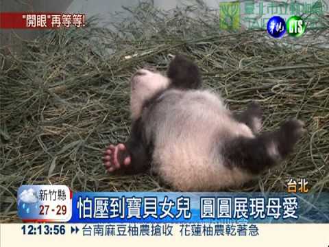 圓仔"電眼"超萌 可愛指數破表