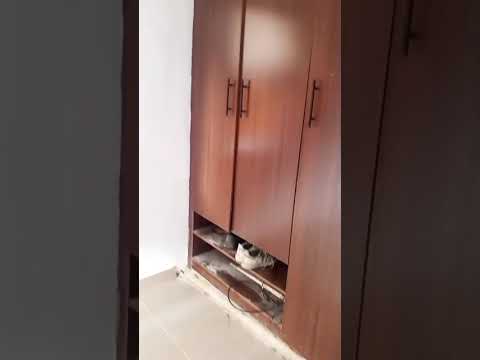 Mini Flat for Rent at Bucknor