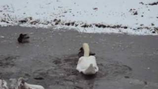 Garden Swans