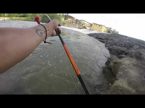 Spinning siluro,catfish 2019