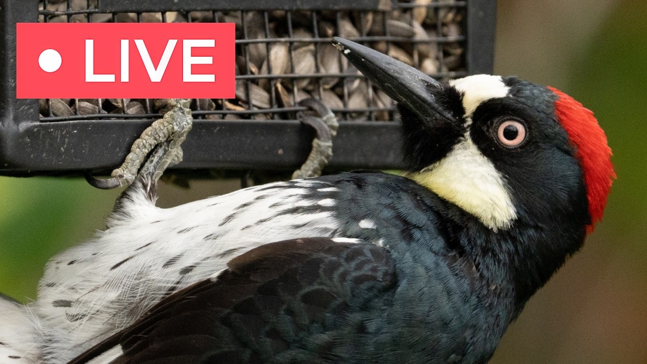 Live webcam view of High-Desert Bird Feeder Cam