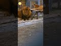 Huge Barbary Lion Called Mr Big SUBSCRIBE Barbarylion He Asked The Tiger If He Had Said Something