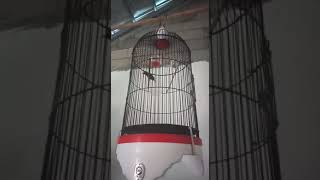 Download lagu Konin isian lumer tembakan lovebird   ngeroll mp3