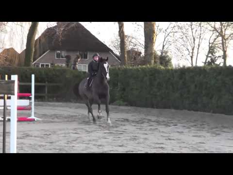 Global Equine: Horses For Sale - Odermus x Esteban