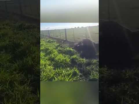 ⚡ Rayo mató a 29 vacas en un campo de Charata y generó grandes pérdidas 🐄