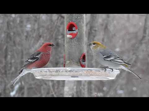 More Pine Grosbeaks