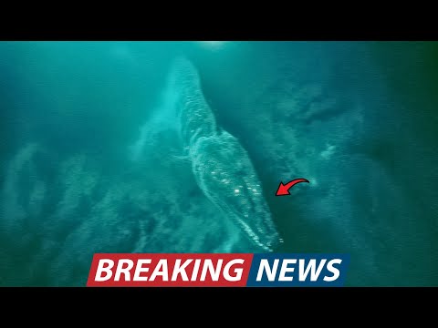 Deep Sea Sonar Released Undeniable Proof of a Massive Creature Lying Near New Zealand Trench Floor!