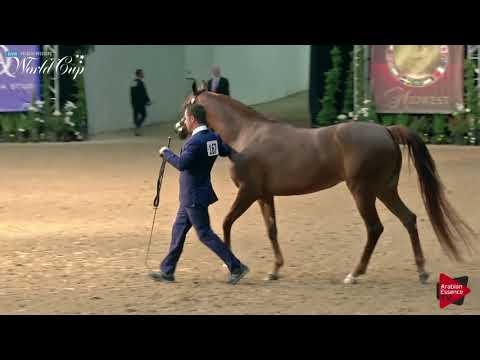 N.167 SONG OF RASHEEM - LAS VEGAS 2019 - Arabian World Cup Senior Breeding Mares (Class 115).mp4