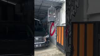 Download lagu Sowan ke Rumah Denny Caknan # #konser #dangdut dangdut #dennycaknan #dennycaknanhappyasmara #satru2 mp3 Download lagu Sowan ke Rumah Denny Caknan # #konser #dangdut dangdut #dennycaknan #dennycaknanhappyasmara #satru2 mp3