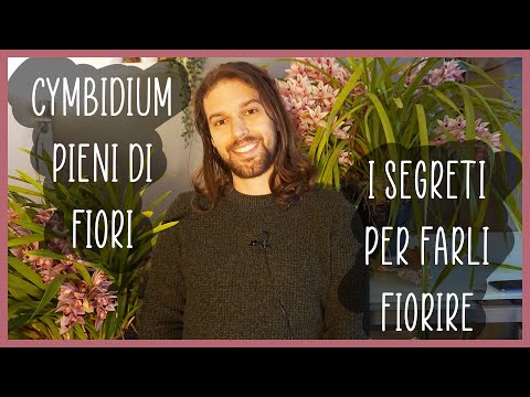 🌸Cymbidium pieni di fiori! - I MIEI SEGRETI🌱