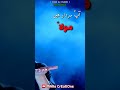Nadeem Sarwar Nohay