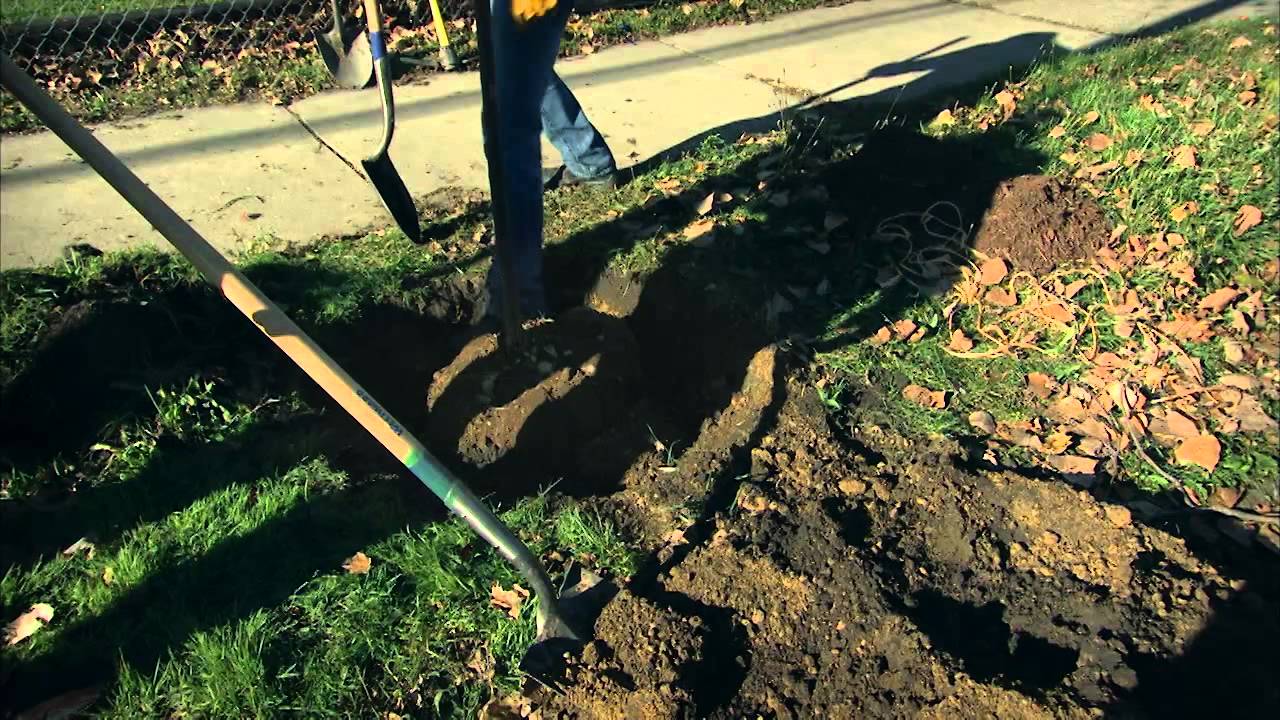 Right Tree, Right Place