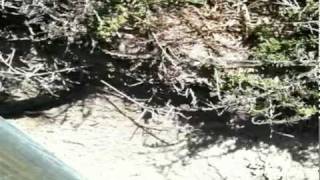 PEAK TWINS - ALL BEAUTY IS SIN