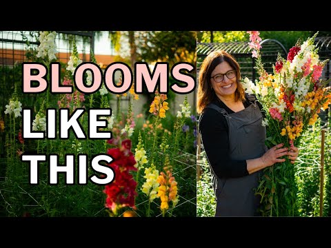 SNAPDRAGONS FOR CUT FLOWERS Growing Guide (Long Stems)