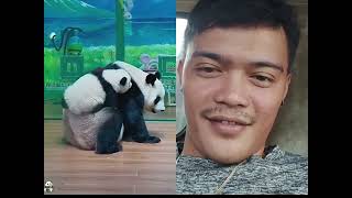 Download lagu https://youtube.com/shorts/qze4N6YgVuY?si=HW3WtZdjYm_IFHsE cute panda 🐼 mp3 Download lagu https://youtube.com/shorts/qze4N6YgVuY?si=HW3WtZdjYm_IFHsE cute panda 🐼 mp3
