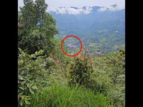 Heliconia Antioquia
