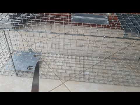 Prezentacja zywołapki pułapki na kuny, łasice, szczury  :)