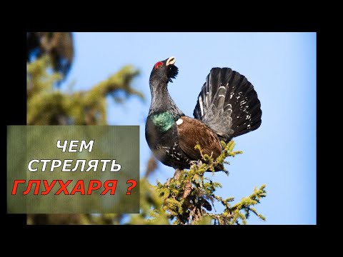 Тест патрона для охоты на глухаря