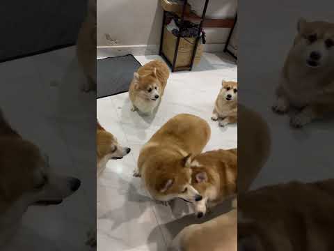 Eovi mỏ hỗn #eovivlog #pets #corgi #cute #cutedog #vdog #funny #xuhuong #animals #doglover