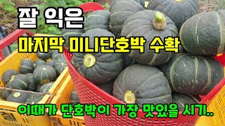(단호박 마감)잘익은 마지막 미니단호박수확 이때가 가장 달고 맛있을시기 단호박수확시기 및 보관방법 보우짱단호…