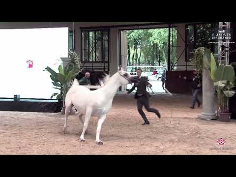 N 85 EQUIBORN K A    European Championship 2023   Stallions 10+ Years Old Class 12