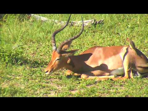 Djuma: Lone Impala male - 07:48 - 02/18/19