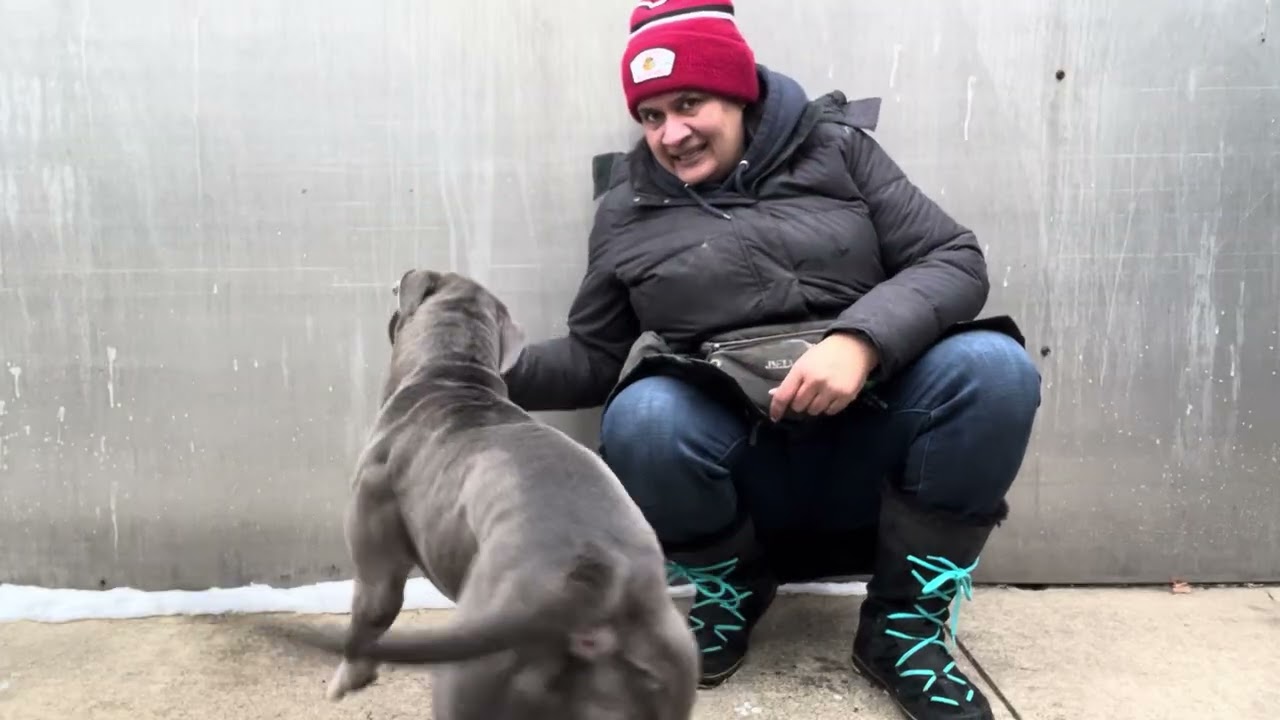 Princy, a ADOPTABLE Pit Bull Terrier in Chicago, IL video 5/5