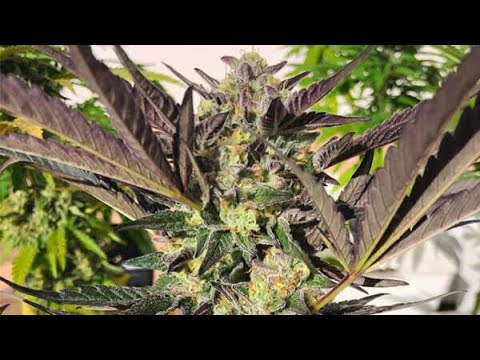 (How to grow Cannabis organic) NEW GROW!!! Gelato Cake seedlings! This is gonna be fun!