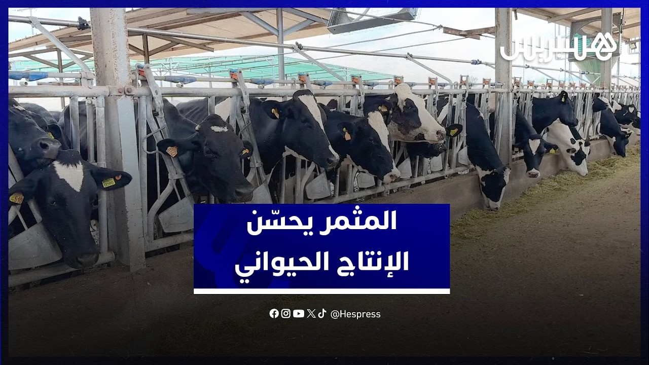 المثمر  يحسن الإنتاج الحيواني لآلاف مربي الماشية بالمغرب.. تكامل فلاحي واستدامة وتنافسية thumbnail