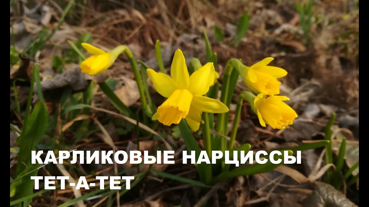 Карликовые нарциссы тет-а-тет. 29 марта 2020 года