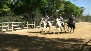 YEGUADA DE LA CARTUJA - HIERRO DEL BOCADO